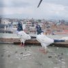 loft.of.pigeons
