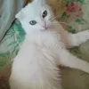 marshmallows_are_lovely