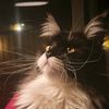mountainmccats