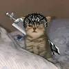 dragster_999