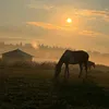 horse01539