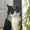 binx3735