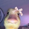 seavheng_3