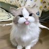 sanzdontcry