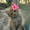 love_cats6918