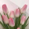aminazribit39gmail.com