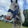 horselover5675