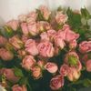 ismayilzadehws04