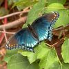 colorful_fly