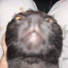 crazycatlady122