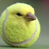 tennisballbirdgoat