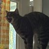 ozziabl