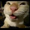 tramyxinhgai6