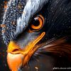 mushtaqsayit7