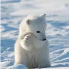 shirokuma1288