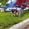 money.thebeagle