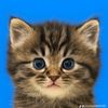 amizo_067
