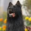 german.shepherd.chk