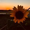 willted_sunflower