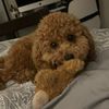 rolandthepoodle