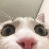 mochi.nochu7