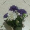 shani.shani2531