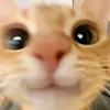 koreanka_star