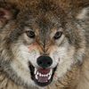 wolf5961