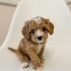 puppylove3147