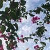 my.flower054