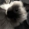 cwuutie_
