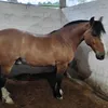 edererrdxp8