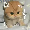 gsihysi