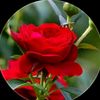 md.hassan8133