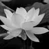 quoc.thai480