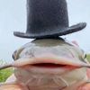 fancy.fish5