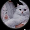 khan_zadi5706