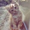 mel_2268