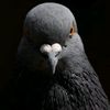 pigeon5820