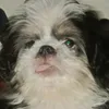 shrrtshzska