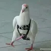 szczur.hipis