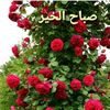 sidahmed.benkoura
