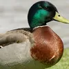 ╰‿╯ᏙϟᏟᎢＯᎡ╰‿╯