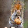 squirreleatinganut