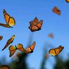 the_orange_butterfly_
