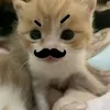 ngerwps