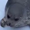 sealthechill1