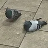 Tymofii