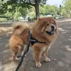 ted_the_chow_chow