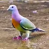 Nourdine solo
